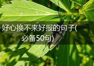 好心换不来好报的句子(必备50句)