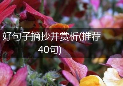 好句子摘抄并赏析(推荐40句)