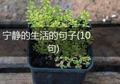 宁静的生活的句子(10句)