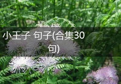 小王子 句子(合集30句)