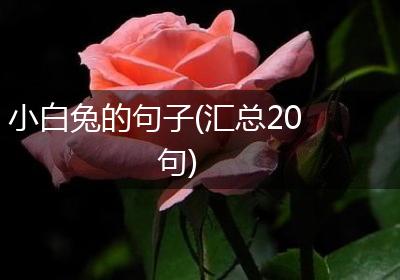 小白兔的句子(汇总20句)