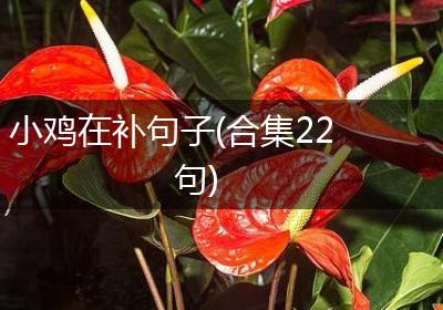 小鸡在补句子(合集22句)