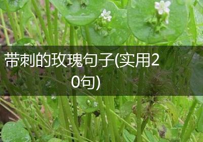 带刺的玫瑰句子(实用20句)