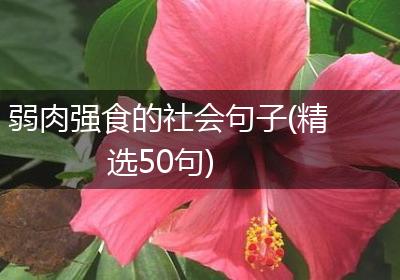 弱肉强食的社会句子(精选50句)
