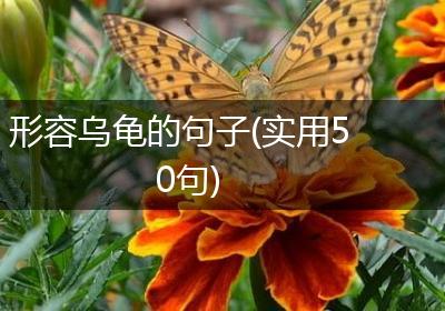 形容乌龟的句子(实用50句)