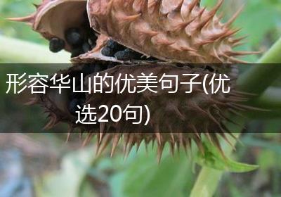 形容华山的优美句子(优选20句)