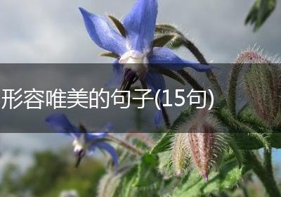 形容唯美的句子(15句)