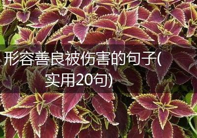 形容善良被伤害的句子(实用20句)