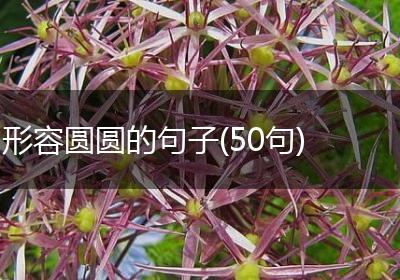 形容圆圆的句子(50句)