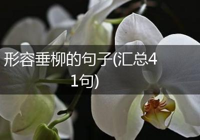 形容垂柳的句子(汇总41句)