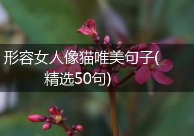 形容女人像猫唯美句子(精选50句)