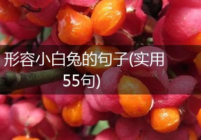形容小白兔的句子(实用55句)