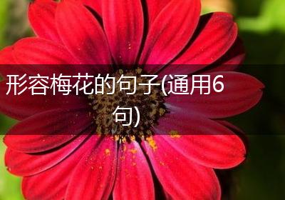 形容梅花的句子(通用6句)