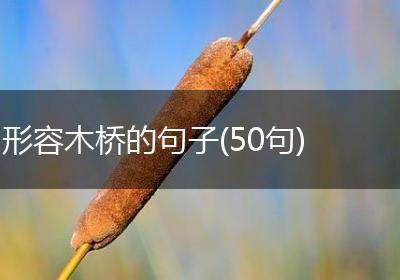 形容木桥的句子(50句)