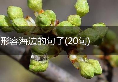 形容海边的句子(20句)