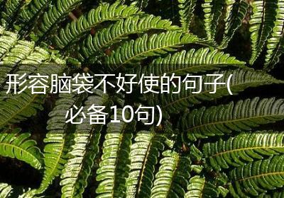 形容脑袋不好使的句子(必备10句)