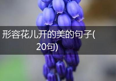 形容花儿开的美的句子(20句)