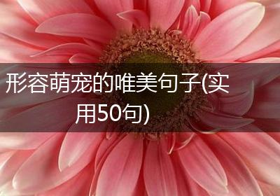 形容萌宠的唯美句子(实用50句)