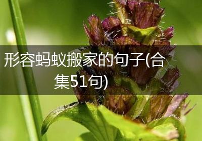 形容蚂蚁搬家的句子(合集51句)