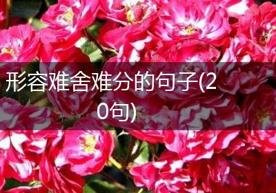 形容难舍难分的句子(20句)
