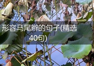 形容马尾辫的句子(精选40句)