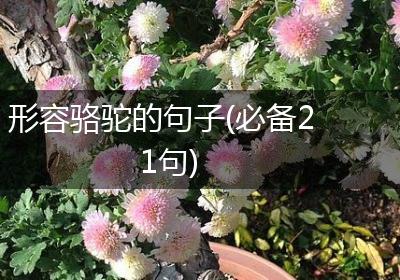 形容骆驼的句子(必备21句)