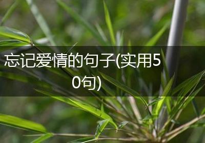 忘记爱情的句子(实用50句)