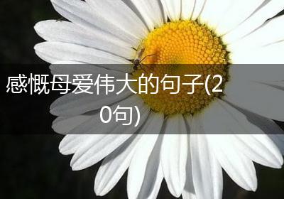 感慨母爱伟大的句子(20句)