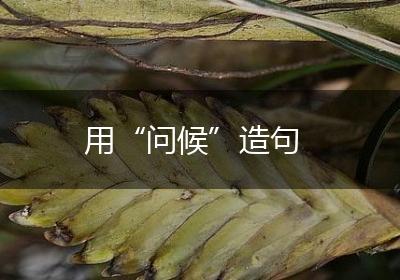 用“问候”造句