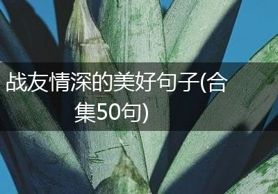 战友情深的美好句子(合集50句)