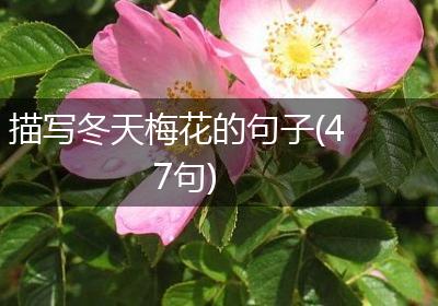 描写冬天梅花的句子(47句)