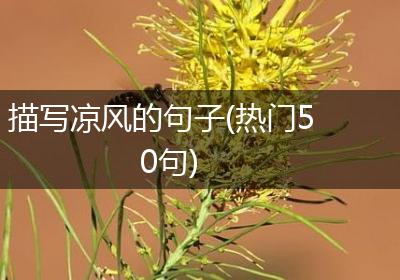 描写凉风的句子(热门50句)