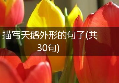 描写天鹅外形的句子(共30句)