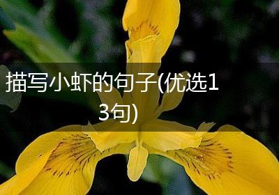 描写小虾的句子(优选13句)