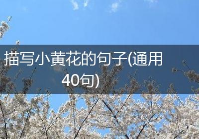 描写小黄花的句子(通用40句)