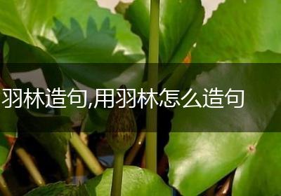 羽林造句,用羽林怎么造句