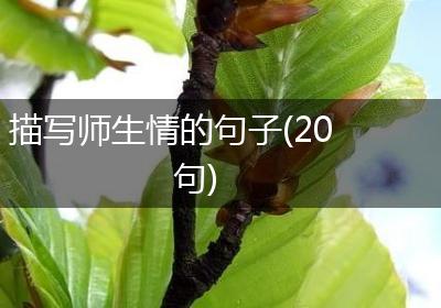 描写师生情的句子(20句)