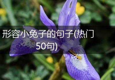 形容小兔子的句子(热门50句)