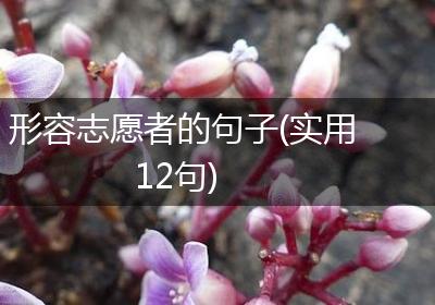 形容志愿者的句子(实用12句)
