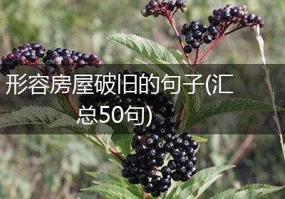 形容房屋破旧的句子(汇总50句)