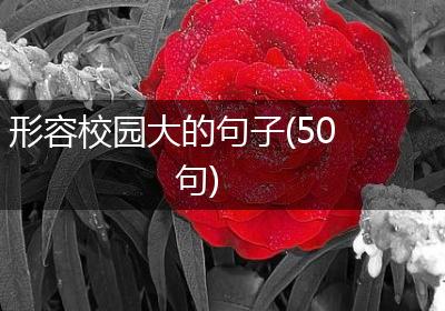 形容校园大的句子(50句)