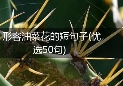 形容油菜花的短句子(优选50句)