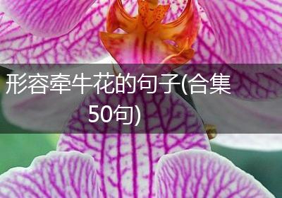 形容牵牛花的句子(合集50句)