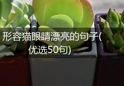 形容猫眼睛漂亮的句子(优选50句)