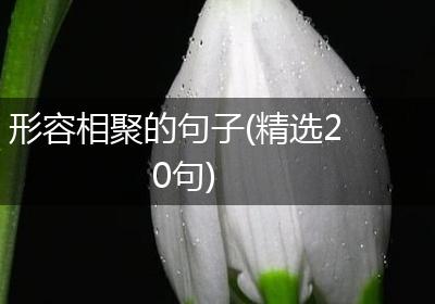 形容相聚的句子(精选20句)