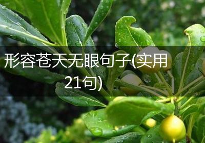 形容苍天无眼句子(实用21句)