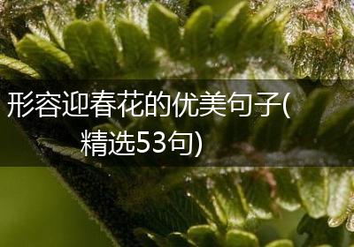 形容迎春花的优美句子(精选53句)