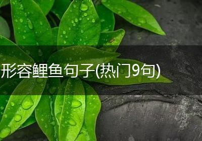 形容鲤鱼句子(热门9句)