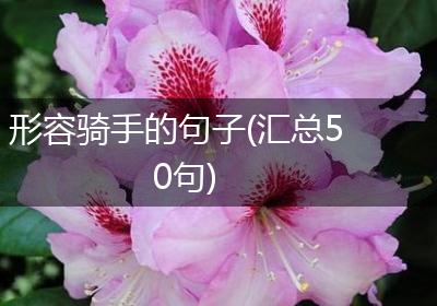 形容骑手的句子(汇总50句)
