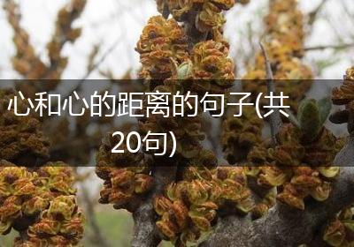 心和心的距离的句子(共20句)